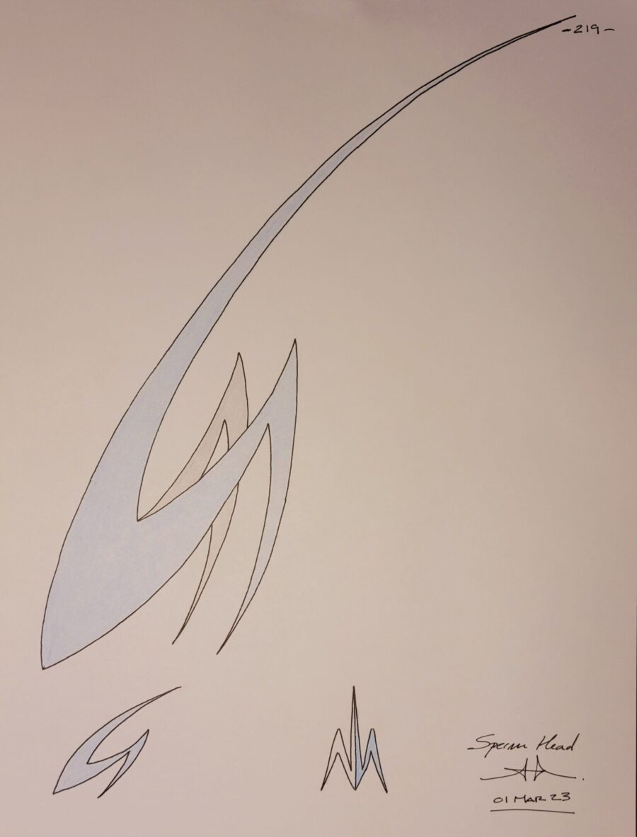SPERM HEAD
